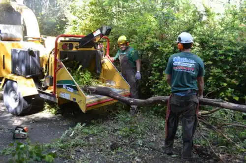 tree services Mountain Brook